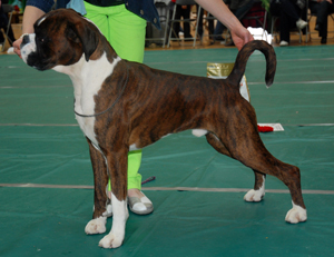 Yearling Dog